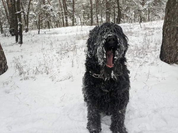 big black dog. dog in the snow. funny dog and snow. black terrier