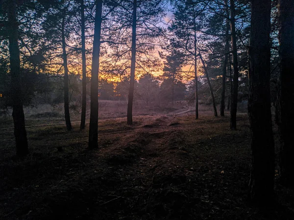 Jasny Zachód Słońca Lesie Kolorowe Niebo Lesie — Zdjęcie stockowe