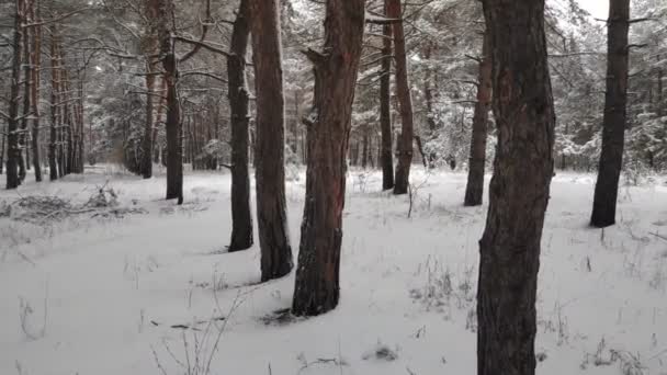 在雪地里的松树林 高大的树和雪 冬季森林中的风景 — 图库视频影像