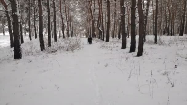 Büyük Siyah Köpek Kardaki Köpek Komik Köpek Kar Siyah Teriyer — Stok video