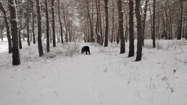 Gran Perro Negro Perro Nieve Perro Divertido Nieve Terrier Negro — Vídeos de Stock