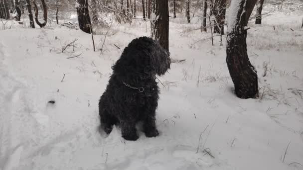 Великий Чорний Собака Собака Снігу Смішний Собака Сніг Чорний Тер — стокове відео