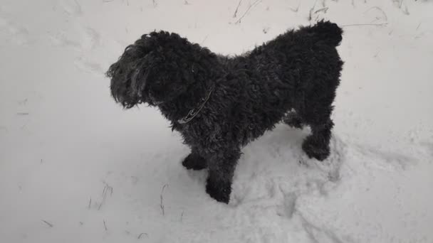 Cão Preto Grande Cão Neve Cão Engraçado Neve Terrier Preto — Vídeo de Stock