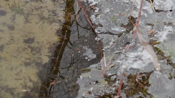 Gelo Rio Degelo Primavera Gelo Está Derreter Rio Congela — Vídeo de Stock