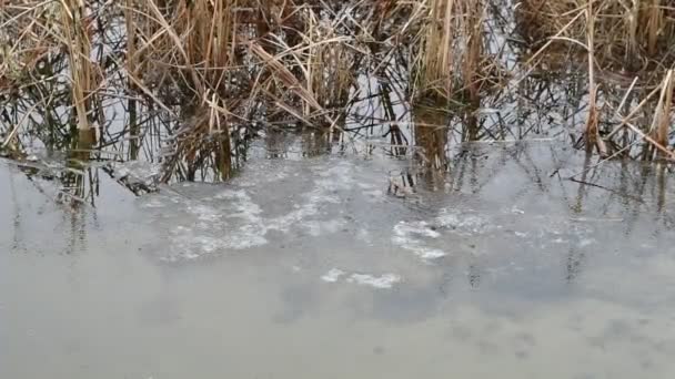 Eis Auf Dem Fluss Tauwetter Frühling Das Eis Schmilzt Der — Stockvideo