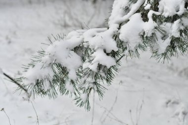 Dallarda kar var. Karda çam dalları. Kışın ağaçlar