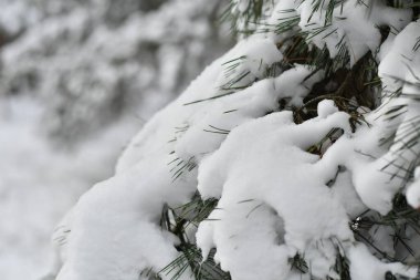 Dallarda kar var. Karda çam dalları. Kışın ağaçlar