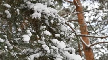 Dallarda kar var. Karda çam dalları. Kışın ağaçlar