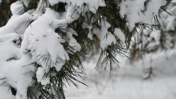 Śnieg Gałęziach Gałęzie Sosny Śniegu Drzewa Zimą — Wideo stockowe