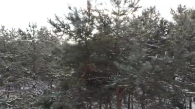 Orman yukarıdan karla kaplı. Kışın yüksek hayaller.