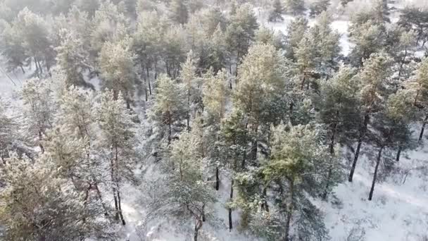 Bos Sneeuw Van Boven Hoge Dromen Winter — Stockvideo