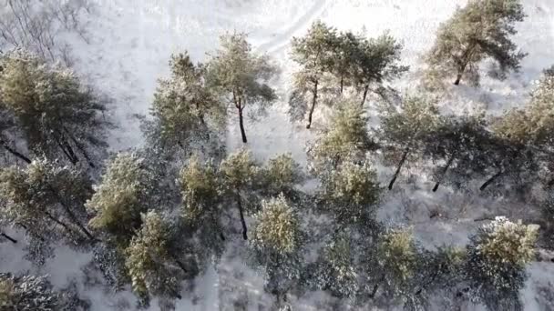 Δάσος Στο Χιόνι Από Ψηλά Ψηλά Όνειρα Χειμώνα — Αρχείο Βίντεο