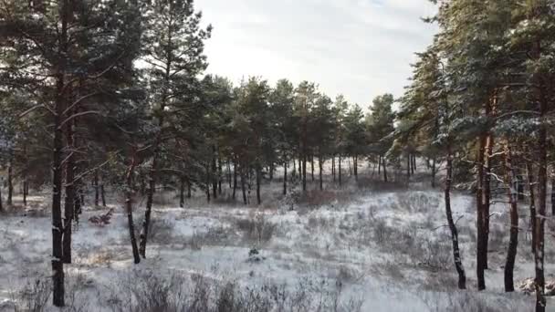 Bosque Nieve Desde Arriba Sueños Altos Invierno — Vídeos de Stock