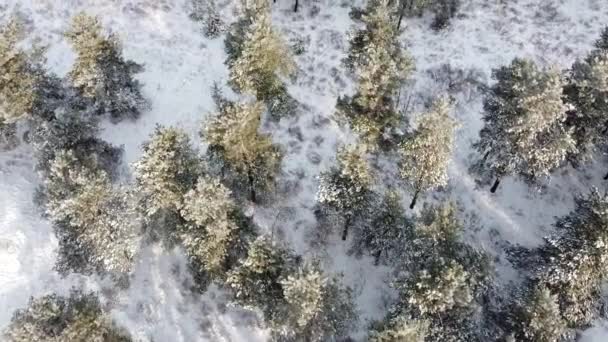 Orman Yukarıdan Karla Kaplı Kışın Yüksek Hayaller — Stok video