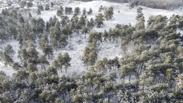 Bos Sneeuw Van Boven Hoge Dromen Winter — Stockvideo