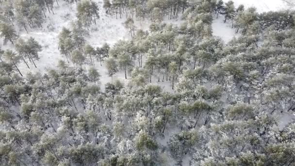 Bos Sneeuw Van Boven Hoge Dromen Winter — Stockvideo