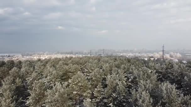 森林中的雪从上方 冬日的美梦 — 图库视频影像