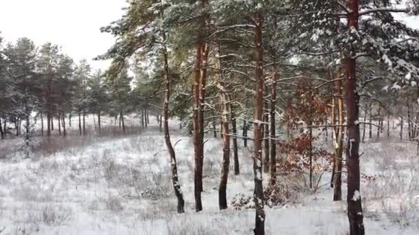 Orman Yukarıdan Karla Kaplı Kışın Yüksek Hayaller — Stok video