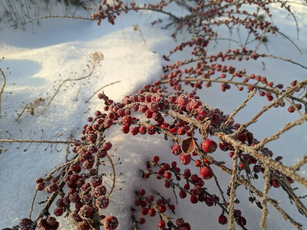 Red Berries Snow Barberry Bush Snow — Stock Photo, Image