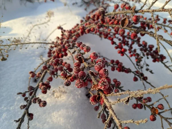 Bagas Vermelhas Neve Arbusto Baga Neve — Fotografia de Stock