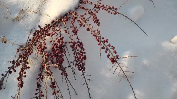 Rote Beeren Schnee Berberitzenbusch Schnee — Stockvideo