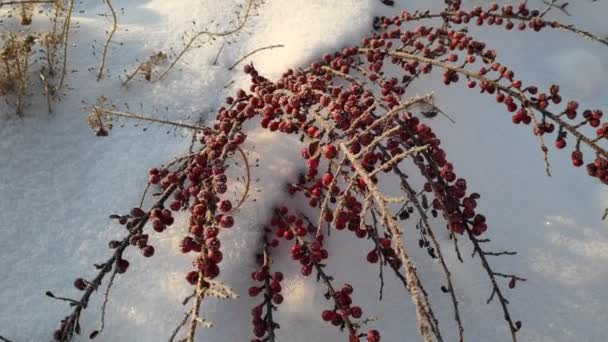 Красные Ягоды Снегу Куст Барбариса Снегу — стоковое видео