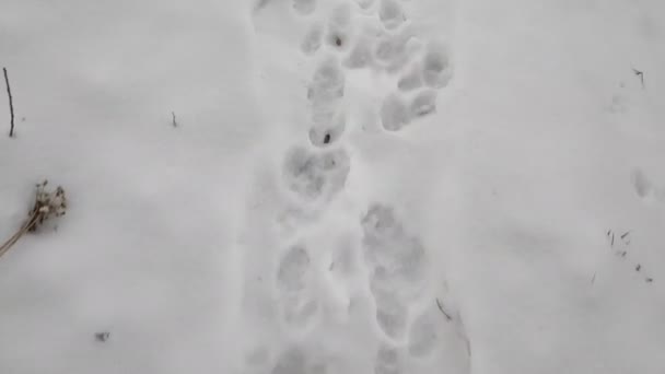 在雪地里做的 雪地上的爪印 — 图库视频影像