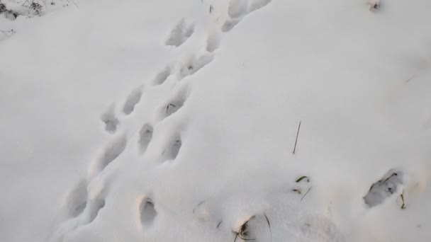 Gemaakt Sneeuw Pootafdrukken Sneeuw — Stockvideo