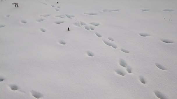 在雪地里做的 雪地上的爪印 — 图库视频影像