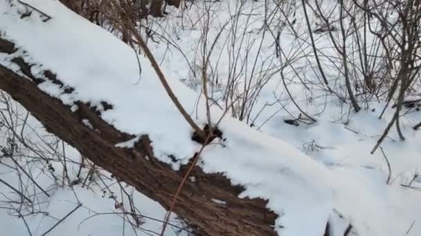 Jasná Zimní Krajina Zmrzlá Řeka Při Západu Slunce — Stock video