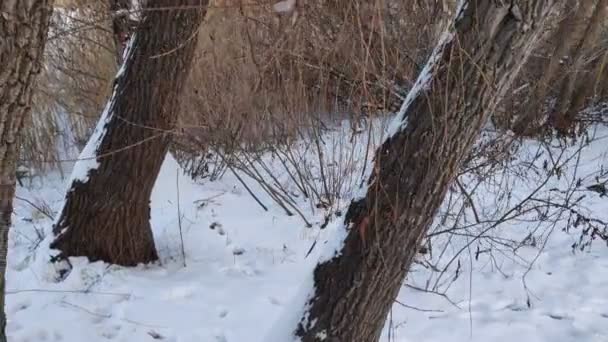 Parlak Kış Manzarası Gün Batımında Donmuş Nehir — Stok video