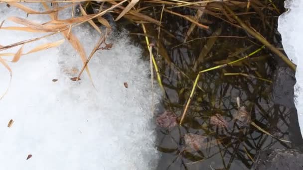 冰在水里飘浮 冰冻的河流 冰融化了 — 图库视频影像