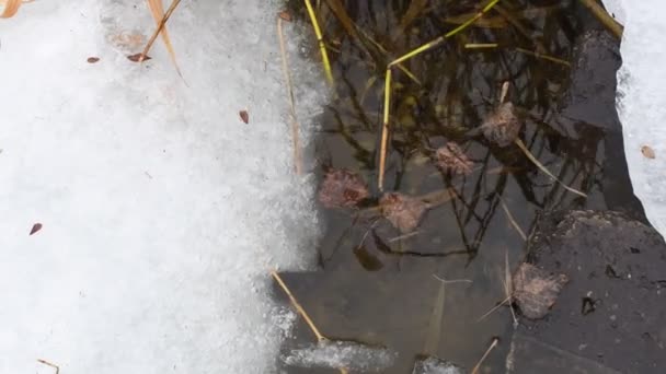 Los Témpanos Flotan Agua Hielo Agrietado Río Congelado Hielo Derrite — Vídeo de stock
