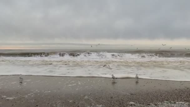 海浪在海上 海泡沫 海岸和波浪 海上的风暴 — 图库视频影像