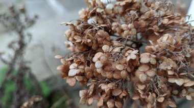 Güzel kuru çiçekler. Kuru ot sapları