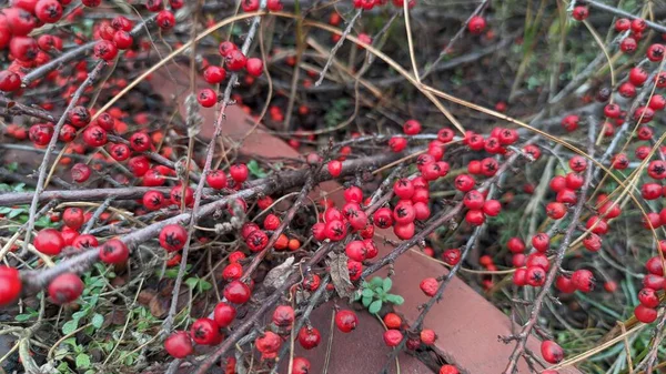 Bush Red Berries Beautiful Berries Barberry — Stock Photo, Image