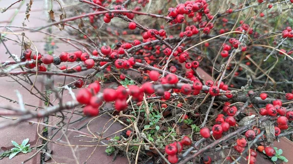 Bush Red Berries Beautiful Berries Barberry — Stock Photo, Image