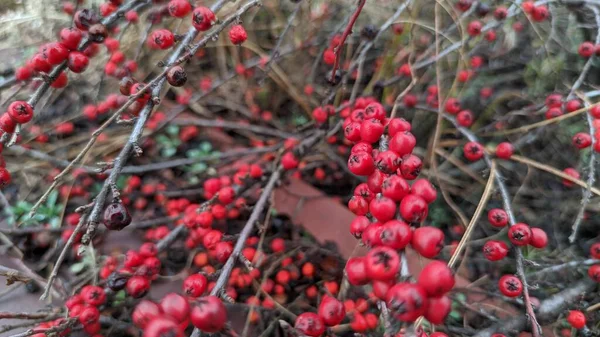 Kırmızı Böğürtlen Çalısı Güzel Böğürtlen Meyveleri — Stok fotoğraf