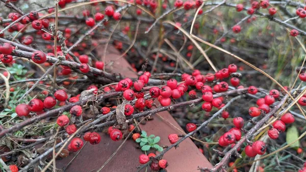 Bush Red Berries Beautiful Berries Barberry — Stock Photo, Image