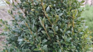 Yeşil boxwood. Boxwood çalısı. Güzel yeşil çalı