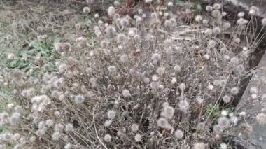 Güzel kuru çiçekler. Kuru ot sapları