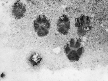 Karda pençe izleri var. Köpek ayak izleri. Kurt izleri. Canavarın izleri, karda izler.