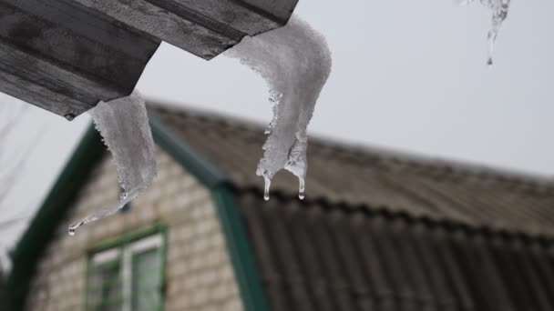 Istappar Taket Snö Och Smälter Istappar Droppar Fjäderdroppar — Stockvideo