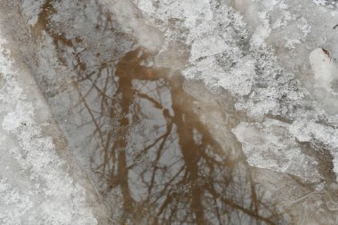 Su birikintisi ve buz. Buz yolda erir. Su birikintisindeki yansıma. Ağaçlar suya yansır.