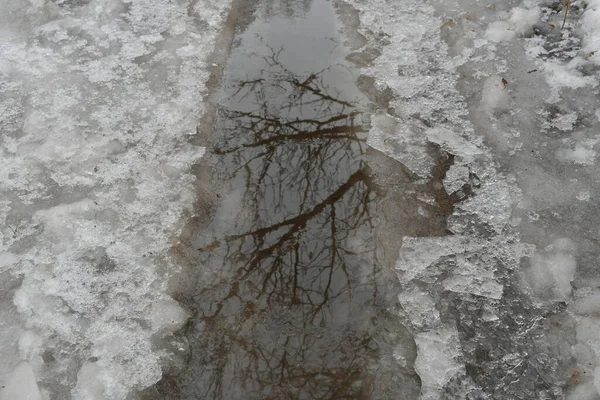 puddle and ice. ice melts on the road. reflection in a puddle. trees are reflected in the water