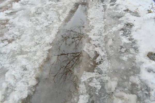 puddle and ice. ice melts on the road. reflection in a puddle. trees are reflected in the water