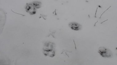 Canavarın izleri, karda izler. Kışın beyaz karda canavarın ayak izleri. Her şey karla kaplı. Bazı canavarların izleri karda açıkça görülüyor..