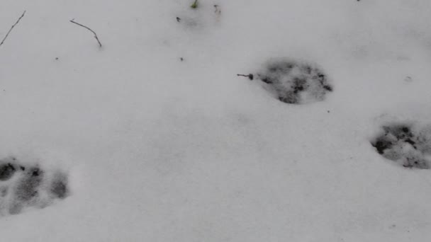 Spuren Des Tieres Spuren Schnee Die Fußspuren Des Tieres Auf — Stockvideo