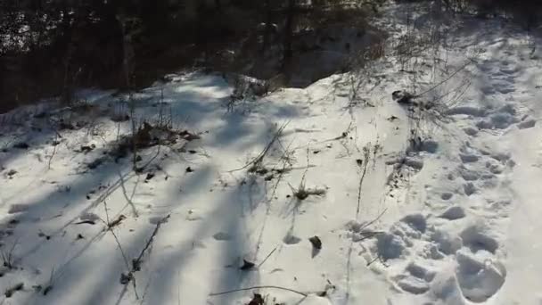 Litvanya Nın Kırsal Kesimindeki Buz Kıran Donmuş Gölün Üzerinden Uçmak — Stok video