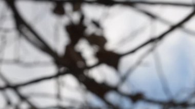 Bulanık doğal arka plan. Bulanık orman geçmişi. Bulanık doğa geçmişi. Bulanık 4k video